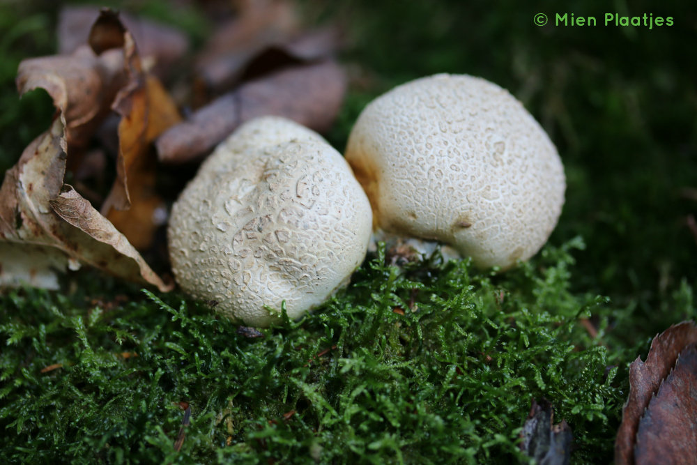 paddenstoelen plof